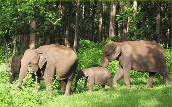 Indian Elephant are a common sight in the park