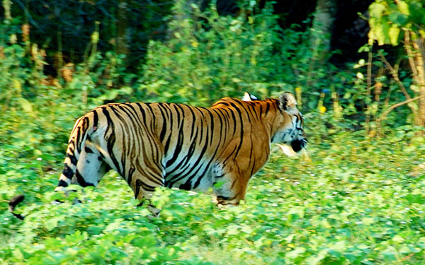 Royal Bengal Tiger prowling in the sanctuary