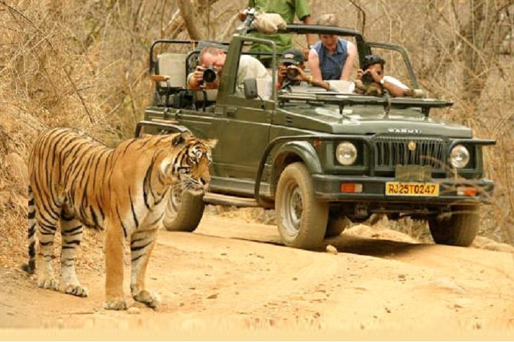 Wildlife Tours