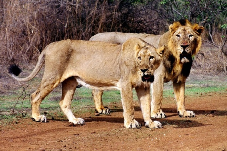 Lions of Gir