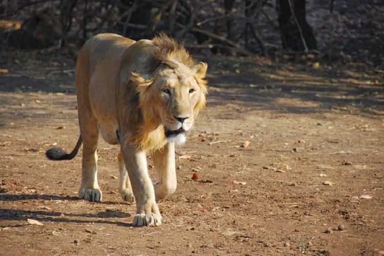 A young lion at Sasan Gir National Park in Gujarat