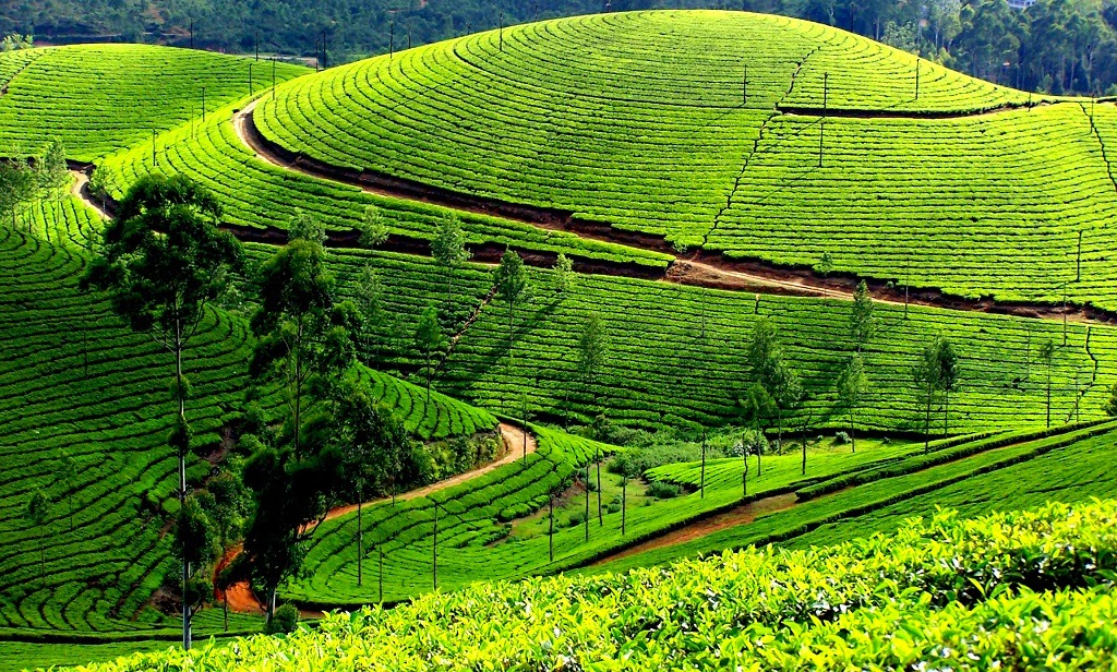 Kodaikanal: Back to the Nature