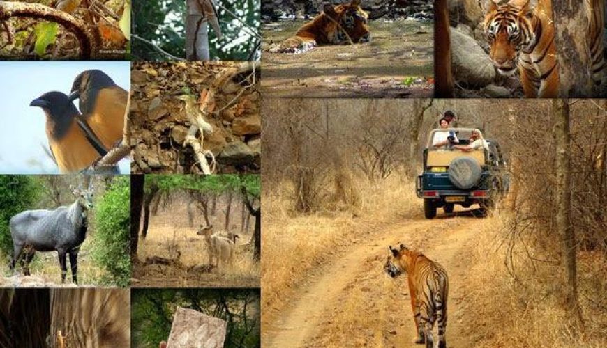 Ranthambore National Park Sawai Madhopur , Rajasthan