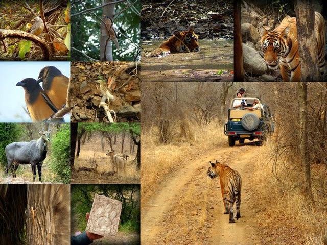 Ranthambore National Park Sawai Madhopur , Rajasthan
