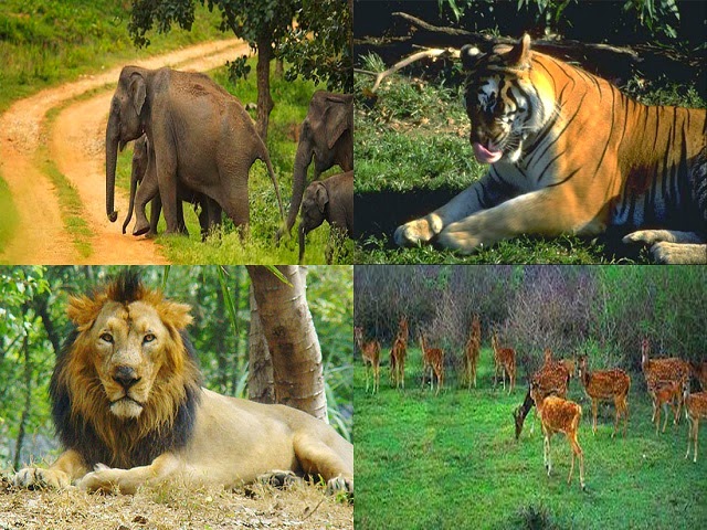 Bandipur National Park in Karnataka