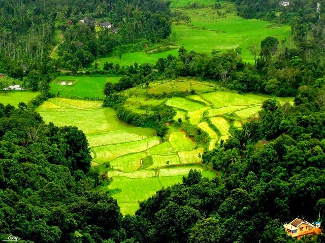 Green valley in Coorg, Karnataka