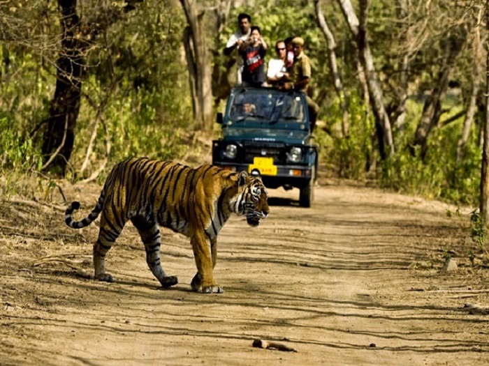 Jeep Safari in Jim Corbett National Park