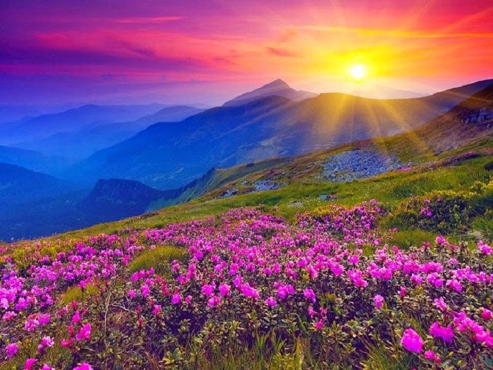 The Valley of the flowers - One of the Natural wonders of the world