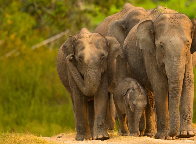 Bandipur National Park Karnataka