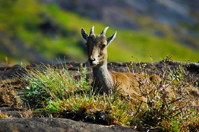 Eravikulum National Park in Munnar, Kerala