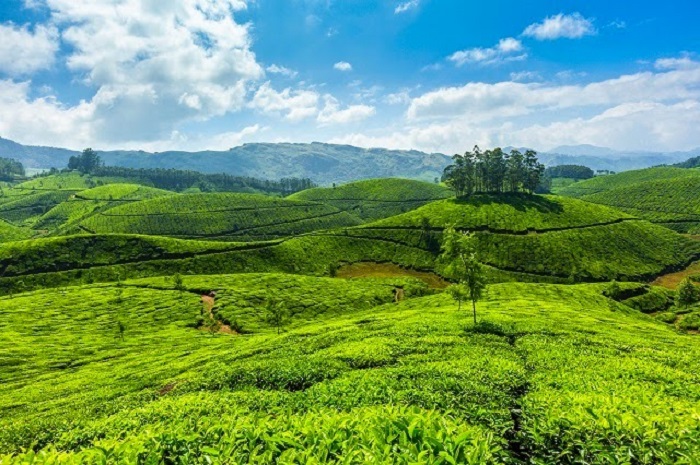 Tea plantations in Munnar, Kerala