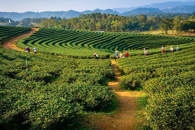 Darjeeling - Destinations in India for Women Solo Travelers