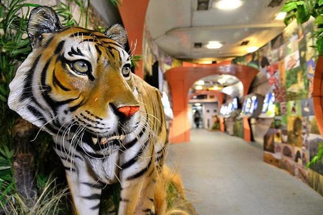 Spot the big cats aboard Tiger Express from the month of June