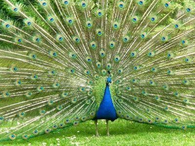 Bharatpur Bird Sanctuary
