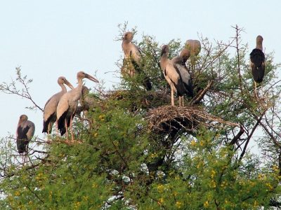 Keoladeo Ghana National Park Bharatpur