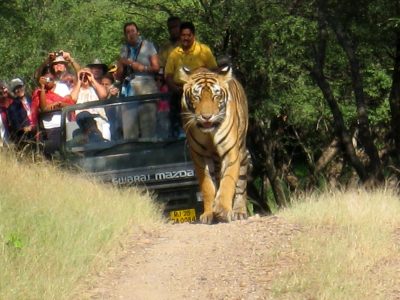Ranthambore Tiger Reserve