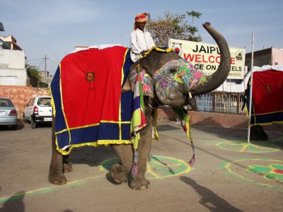 Traditional Royal Welcome Jaipur
