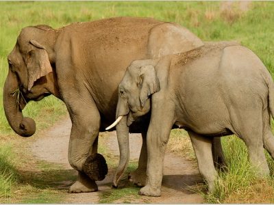 Wildlife Excursion, Kabini