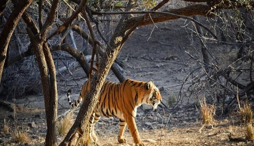 Ranthambore National Park (Sawai Madhopur)