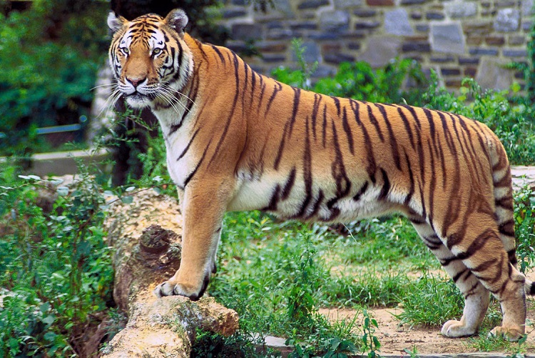 Capture the National Animal of India in Frame