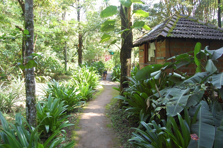 Rainforest Retreat at Mojo Plantation