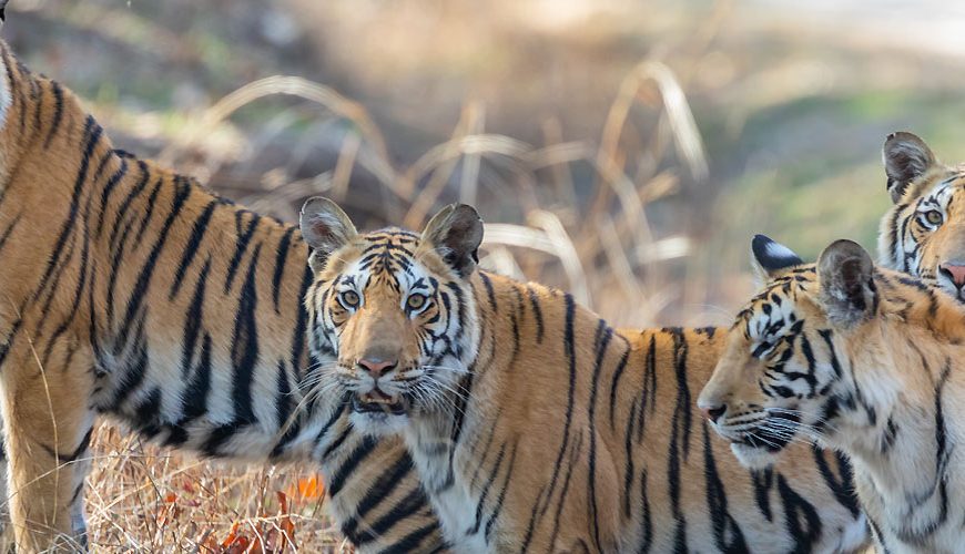 Pench National Park