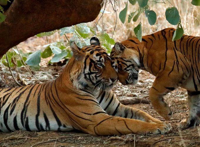 Ranthambore