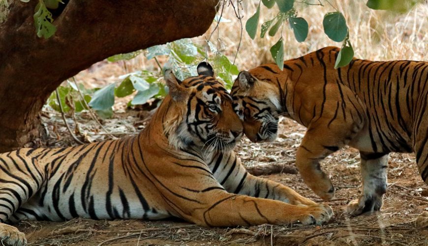 Ranthambore