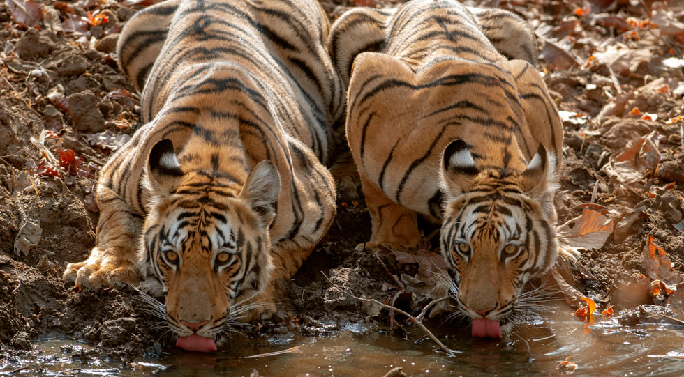 Day 5 - Tadoba Tiger Reserve